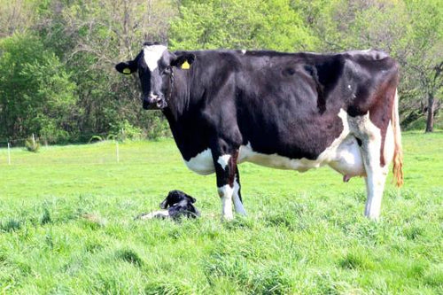 Spring Green Pastures