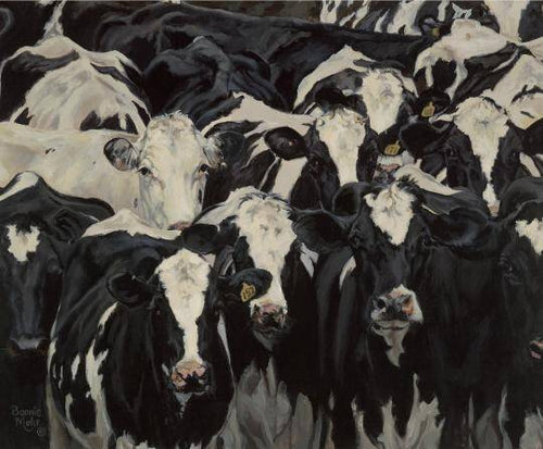 India Has How Many Cows?!?