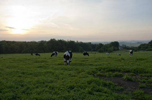 June Dairy Month is near!