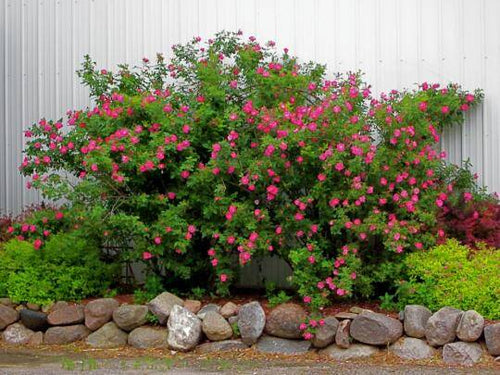 Blooming Inspiration