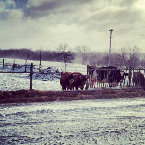 The Bliss of January