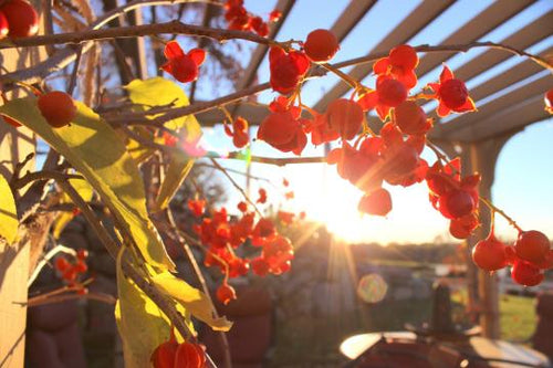 The Bittersweet of September