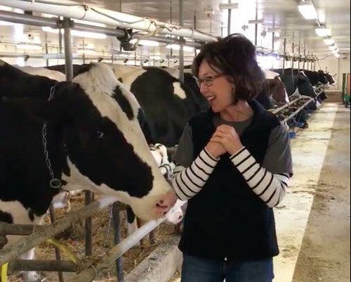 From Milking the Cows to Painting Them!