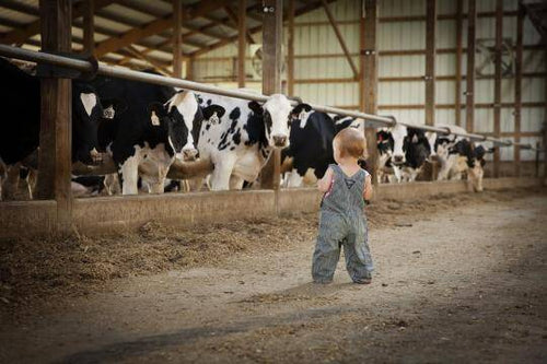 Real Faces of Dairy - Getting Involved!