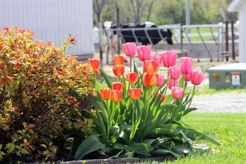 Celebrating Spring & Moms!