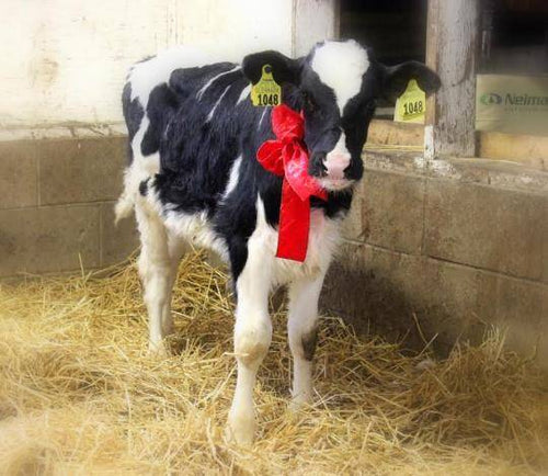 Countdown to Christmas