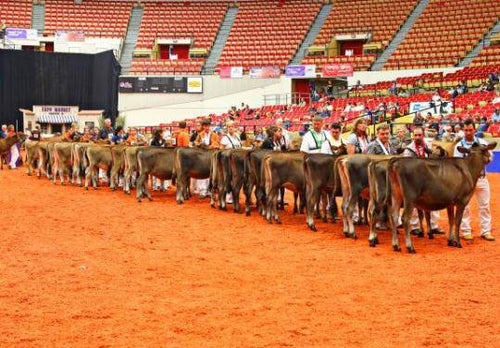 Inside Look at World Dairy Expo