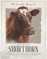 Incredible Milking Shorthorn
