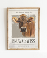 Incredible Brown Swiss