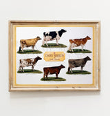 Dairy Breeds Poster
