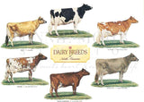 Dairy Breeds