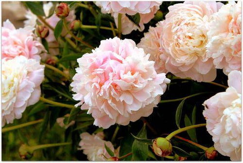 For the love of Peonies