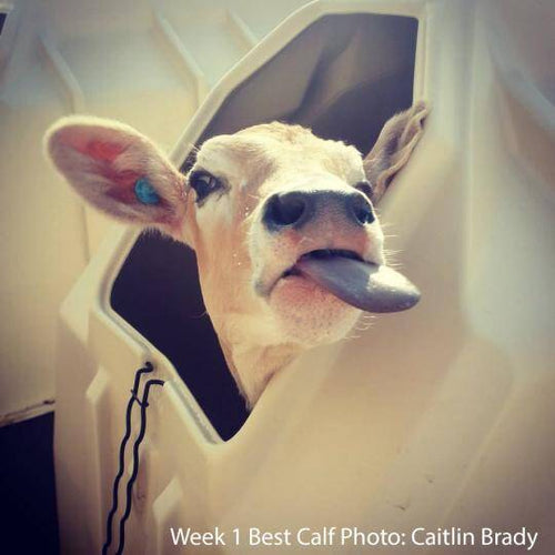 Dairy Photo Winners: Week 1