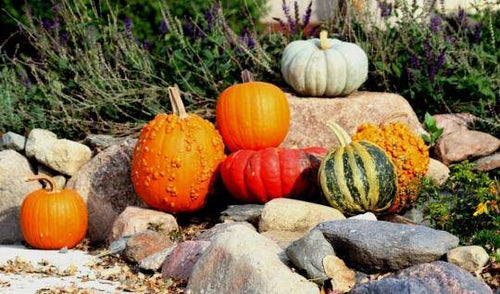 Hello, Autumn!