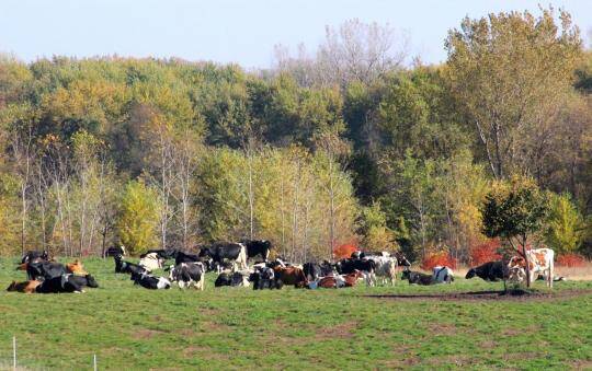 Fall Pastures – Bonnie Mohr