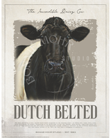 Incredible Dutch Belted