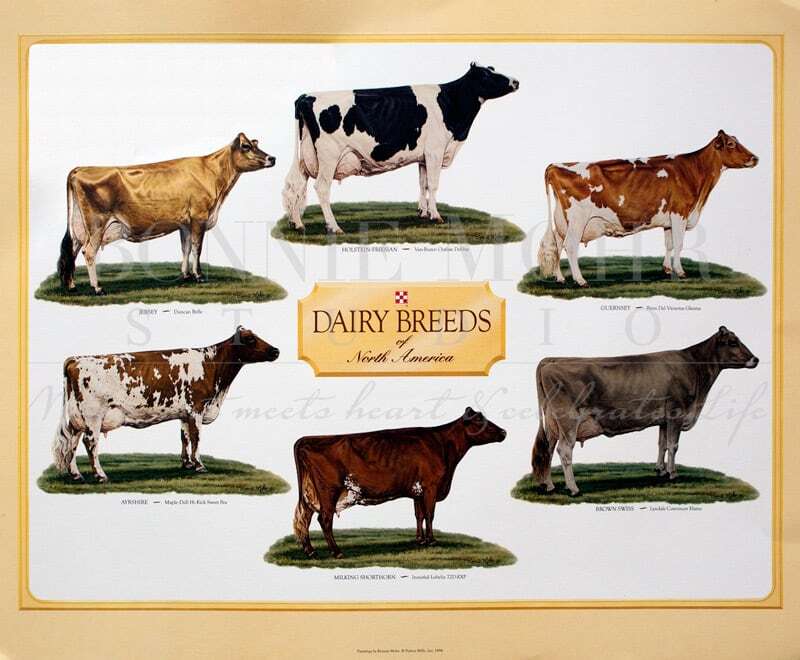 Dairy Breeds Poster