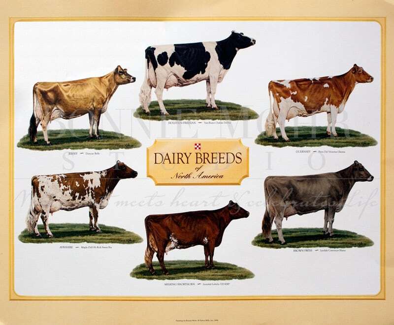 Cow Variations Dairy Cows Breeds Top 10 Exotic Breeds Of Cattle: Breeds