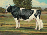 Ideal Holstein Bull