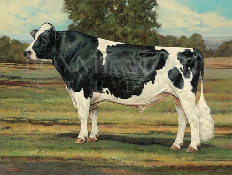 Ideal Holstein Bull print art featuring true type Holstein dairy bull
