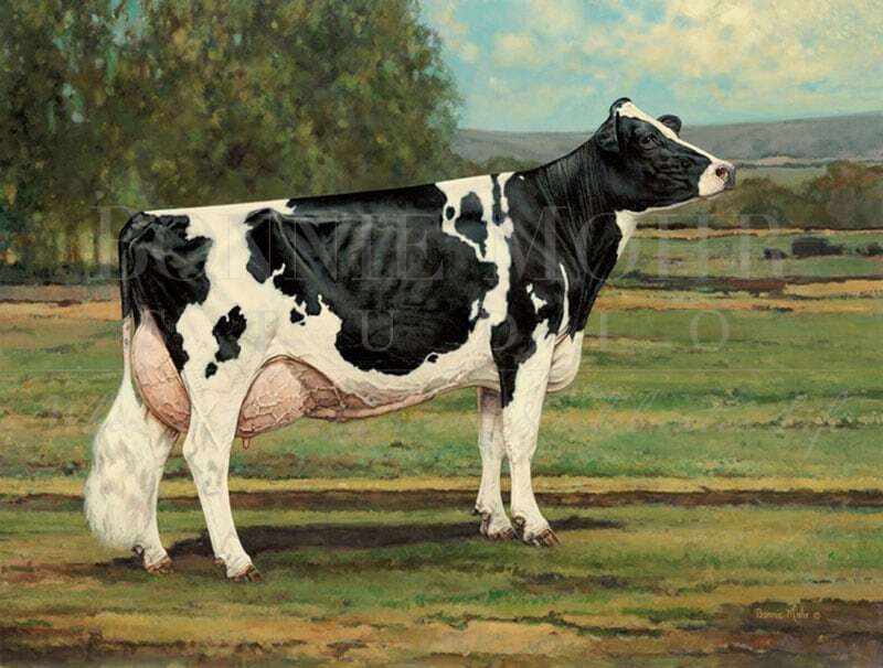 Ideal Holstein Cow